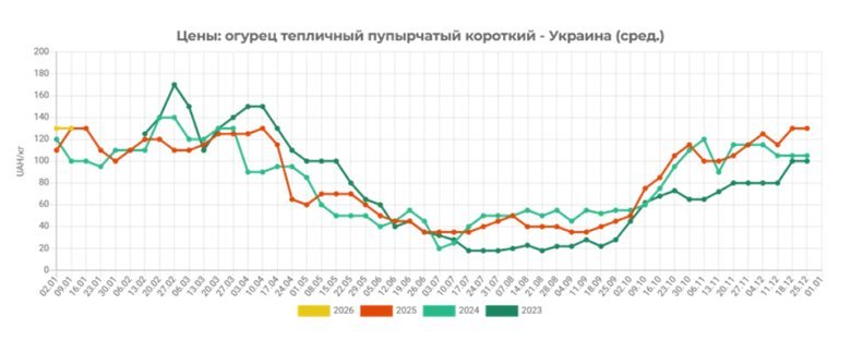 В Україні дорожчають огірки. Ціни вже на 15% вищі, ніж торік