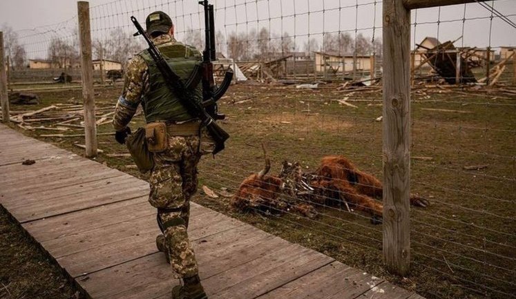 As result of fighting, some animals died at zoo in Demidov near Kyiv. PHOTOS