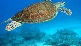 Морская черепаха стала новым героем YouTube, найдя в море камеру и сняв собственное ВИДЕО