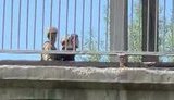 Man who threatened to blow up Metro Bridge in Kyiv detained – police. VIDEO