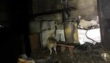 Притулок для тварин горів в Одесі: вдалося врятувати 40 котів і 350 собак. ФОТО