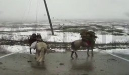 Бійці 36 бригади морської піхоти Вартові ліквідували серед дороги 2 окупантів на конях