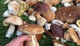 гриби