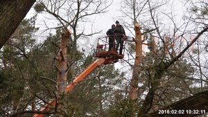 Киевский застройщик незаконно рубит лес на территории детского лагеря в Ирпене. ВИДЕО + ДОКУМЕНТ