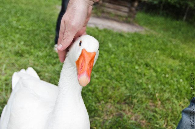 Цензор.НЕТ Изображение