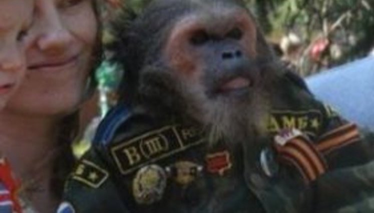 Обезьяна всегда звонит дважды