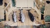 киты,кит,китобой,китобойный,промысел