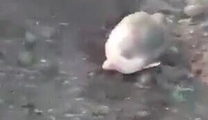 Russian soldier was buried up to his neck in ground by his fellow soldiers for not following orders: "Shut your mouth! You shouldn’t have f#cked off!". VIDEO