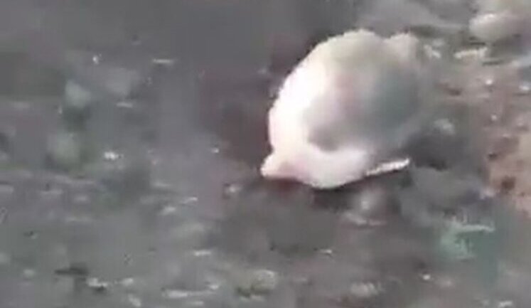 Russian soldier was buried up to his neck in ground by his fellow soldiers for not following orders: "Shut your mouth! You shouldn’t have f#cked off!". VIDEO