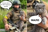 Мудрий кіт