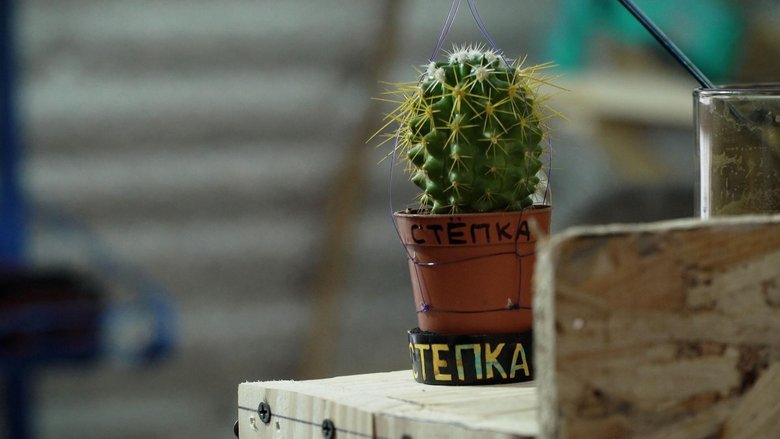 кактус