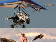 Лебединая песня...