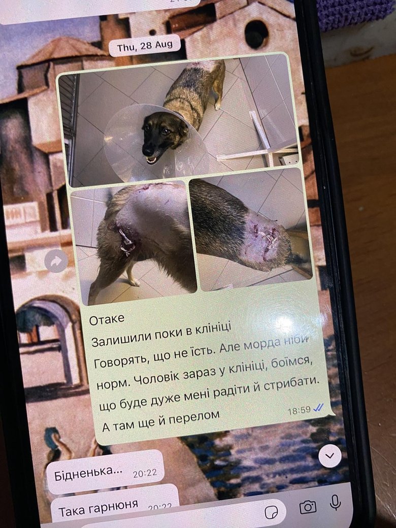 В Киевской области алабай Бориса Шефира напал на маленькую собаку