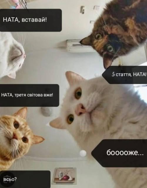 фотожаба