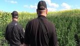 Правоохранители ликвидировали на Сумщине плантацию элитной конопли стоимостью почти 7 млн грн. ВИДЕО