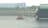 Водій "Мерседеса" збив лося на Південному мосту в Києві. ВIДЕО