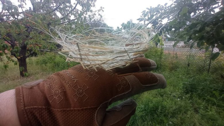 nests