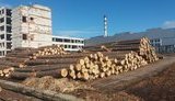 Минэкоэнерго начало продажу необработанной древесины через аукционы