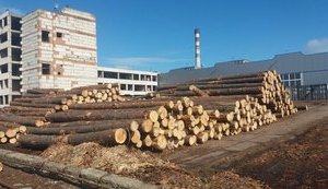 Минэкоэнерго начало продажу необработанной древесины через аукционы