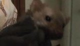 Куница напала на детей, вынырнув из туалета в доме, - после поимки МЧСниками вновь сбежала и была поймана. ВИДЕО