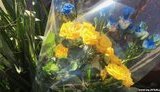 крым шевченко
