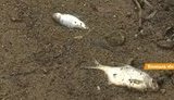 Масовий мор риби спостерігається в Ладижинському водосховищі на Південному Бузі. На берег вилазять навіть раки. ВIДЕО