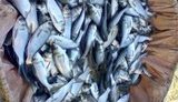 Вылов рыбы в Украине сократился на 14%