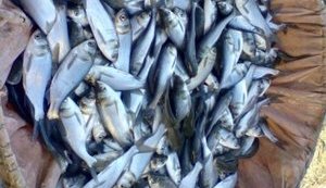 В Украине увеличился вылов рыбы во внутренних водоемах