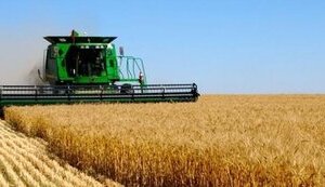 зерно,урожай,пшениця,жнива,врожай,збір,ячмінь