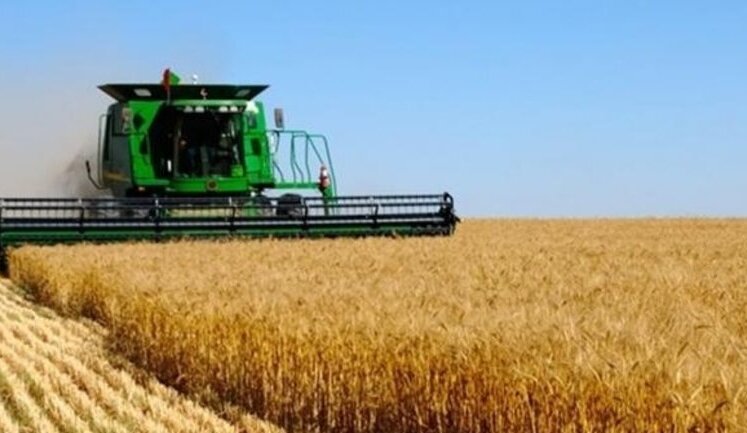 У США очікують на зростання експорту пшениці з України