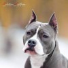 Елена Бойко #391086