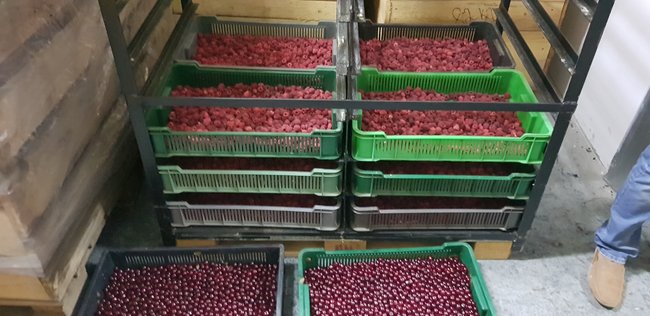 На Волині ліквідовано схему ухилення від податків під час заготівлі та експорту ягід і грибів, вилучено товарів на 5 млн грн 04