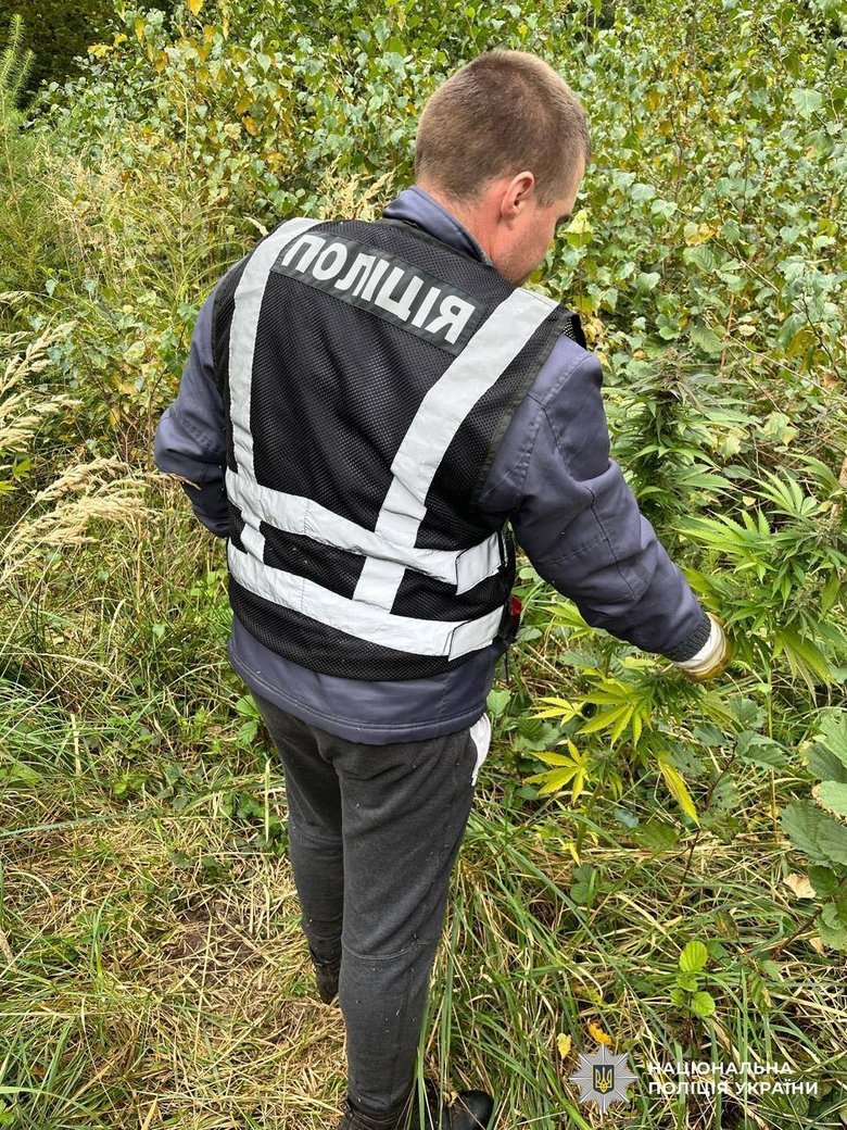 знищили плантацію конопель