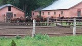 ГП "Коневодство Украины" принесло 29 тыс. прибыли вместо минимум 70 млн. Едем разбираться, - Милованов