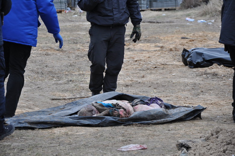 В Бучі ексгумують з братської могили тіла вбитих росіянами мирних жителів: Майже всі з вогнепальними пораненнями, деякі із завязаними руками та ногами 24