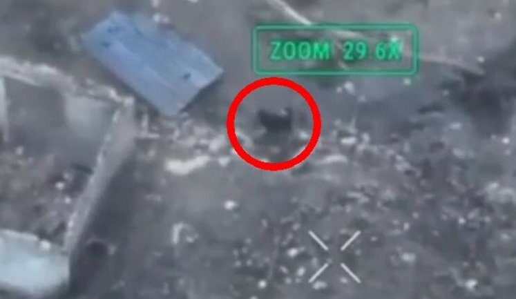 Dog directs Ukrainian kamikaze drones at occupiers. VIDEO
