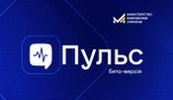 пульс
