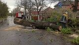 Масове знеструмлення і повалені дерева: на Закарпатті сьогодні бушувала негода. ФОТО