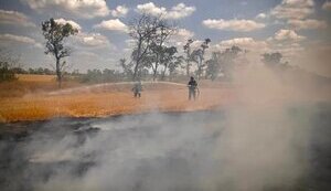 Due to Russian shelling, 16 hectares of ecosystems in Kherson region burned down yesterday, part of wheat was saved - SES. PHOTOS