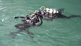 Водолазы-спецназовцы в порту Одессы учились искать диверсионные средства. ФОТОрепортаж
