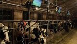 В подмосковном селе на молочной ферме в коровнике установили огромные ЖК-телевизоры. ФОТОрепортаж.