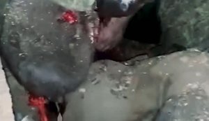 Бійці НГУ "Рубіж" знищують окупантів: мінуснули двох у бліндажі. ВIДЕО