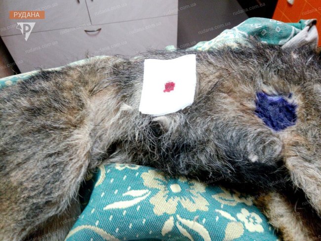 Майор поліції Руденко в Кривому Розі знущався із собаки: насадив на вила і хотів спалити, - зоозахисники 03