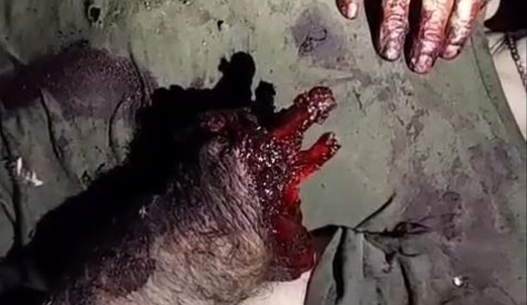П’яний окупант підірвав себе у бліндажі: "М’ясний штурм" на власних позиціях. ВIДЕО 18+