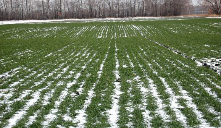 Морози не загрожують урожаю, ситуація з озимими контрольована, ‒ Мінекономіки