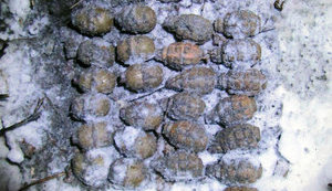 25 grenades found in Zhytomyr region. PHOTOS