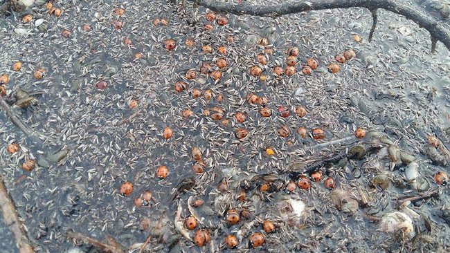 В национальном парке на Одесчине погибли почти 2 млн божьих коровок: Им не повезло. Это природа и круговорот в биосфере 02