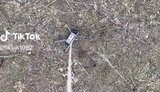 порятунок,мавік
