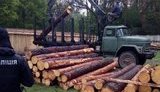 Поліція на Волині провела 24 обшуки через незаконну вирубку лісу: вилучено зброю, деревину різних порід. ФОТОрепортаж