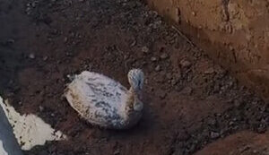 Border guards rescued swan trapped in trench in Kherson region. VIDEO